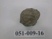 藏品(小型三葉蟲化石)的圖片